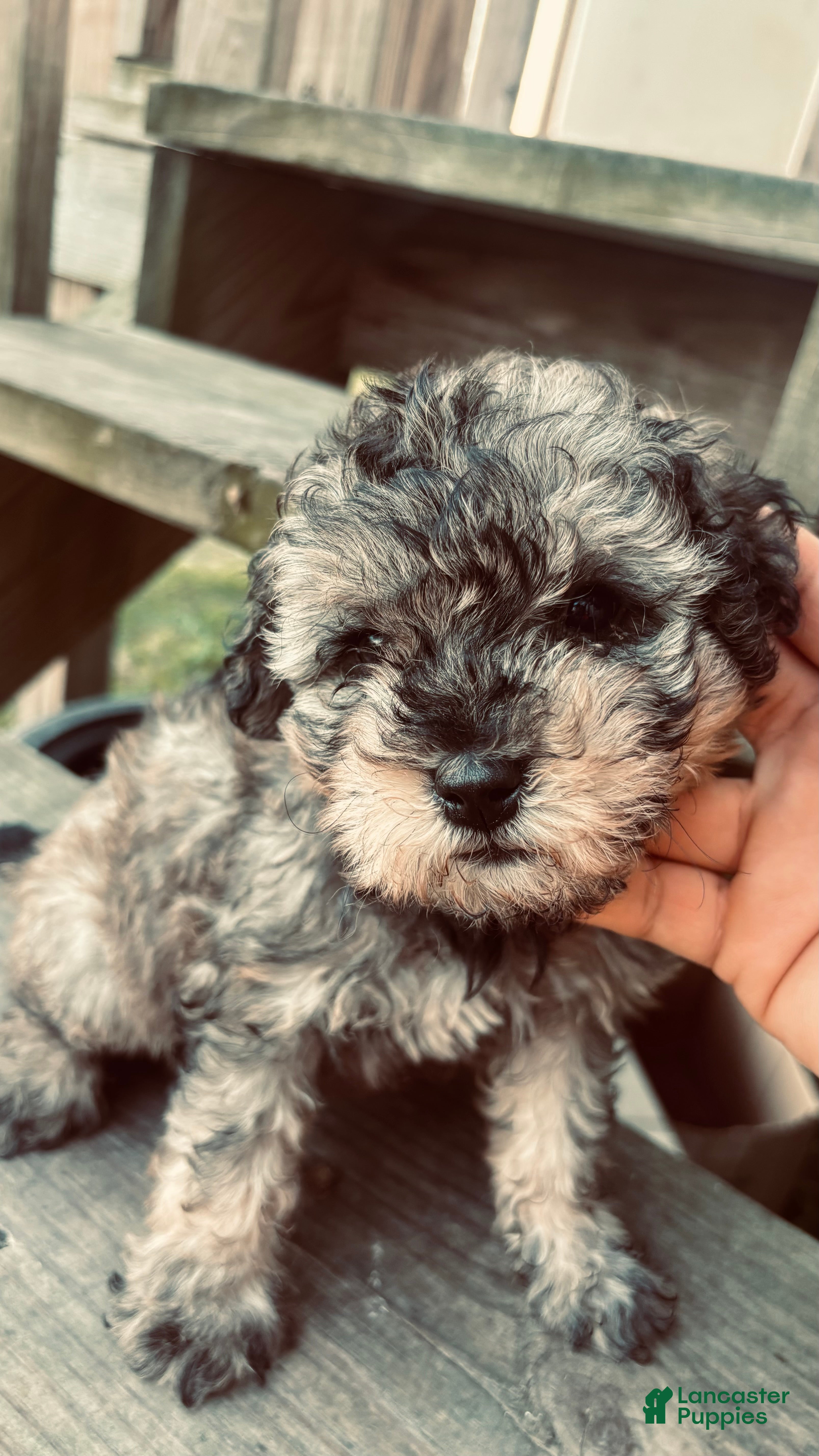 Toy Poodle dogs Toy Poodle Puppy 1 - Ad 24