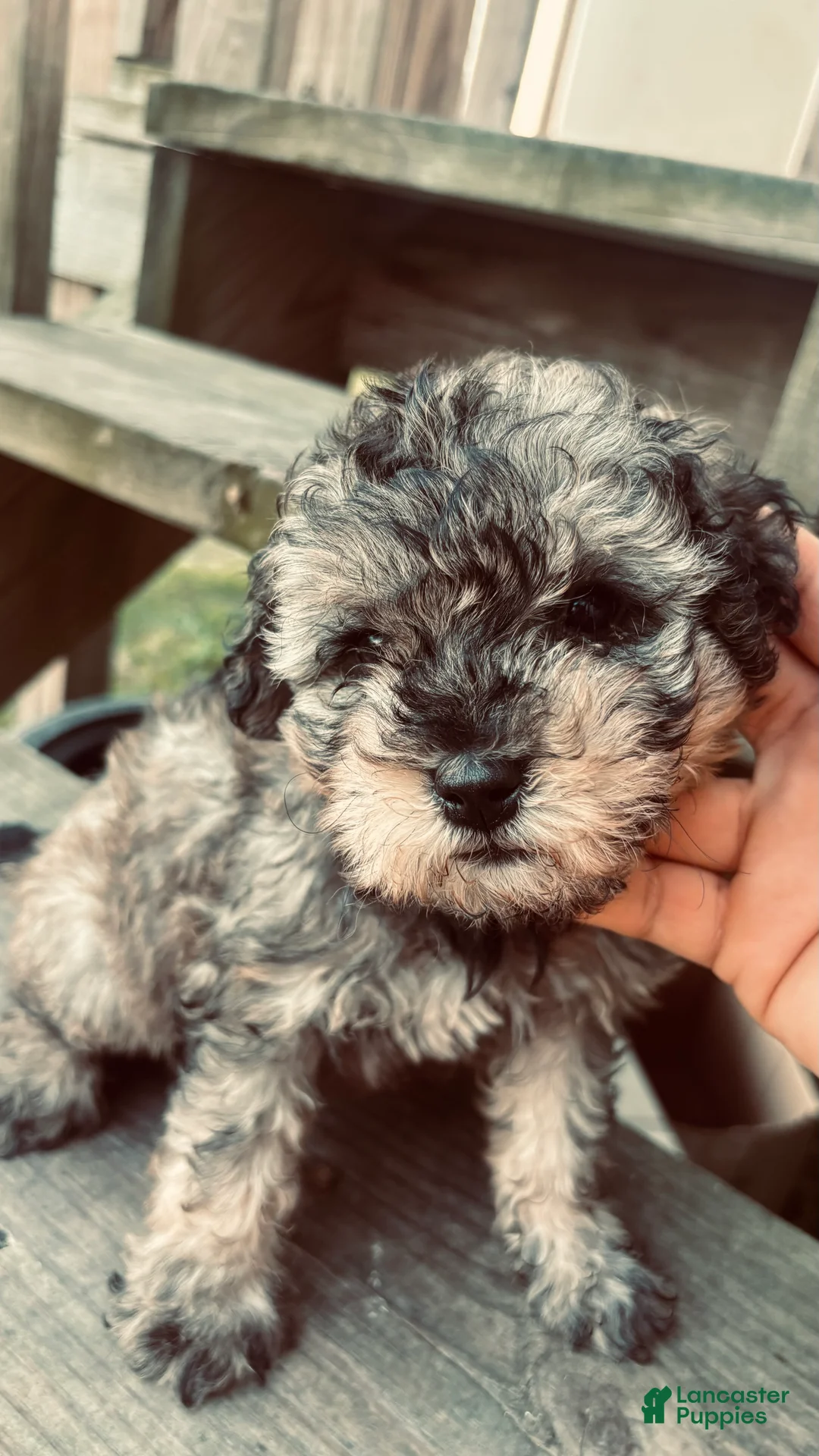 Toy Poodle dogs for sale: Toy Poodle Puppy 1 - Ad 1