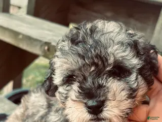 Toy Poodle dogs Toy Poodle Puppy 1 - Ad 24