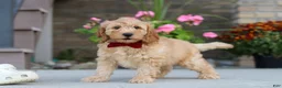 Miniature Labradoodle dogs for sale: Jasper - Ad 4