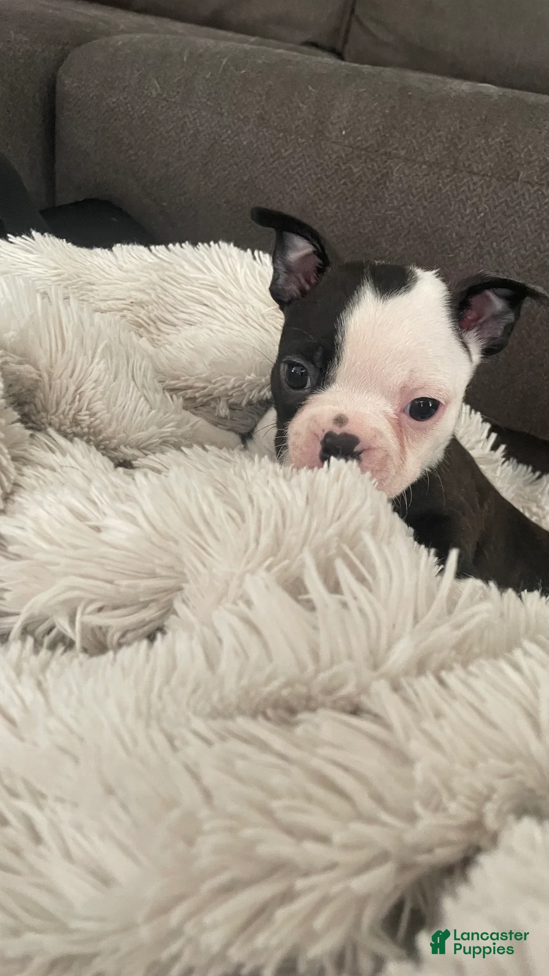 Boston Terrier dogs for sale: Pending - Panda - Ad 2