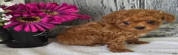 Toy Poodle dogs for sale: Popppy - Ad 3