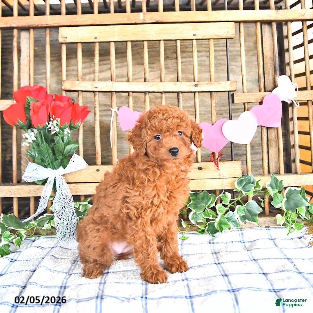 Mini Goldendoodle dogs for sale: Stella - Ad 2
