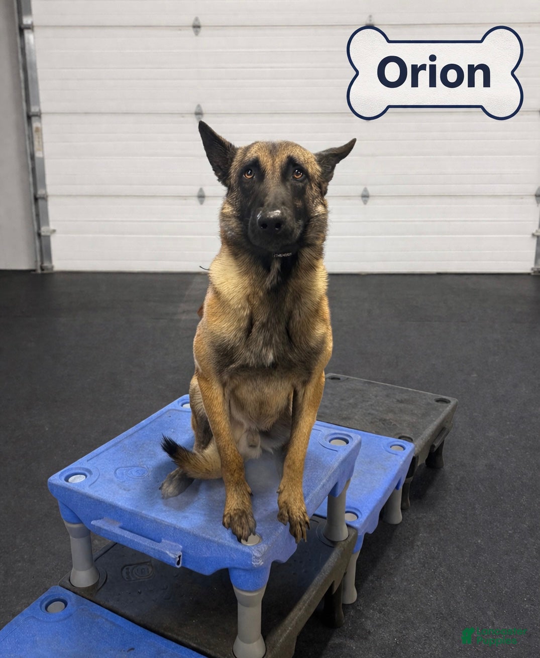 Belgian Malinois dogs Orion - Ad 4