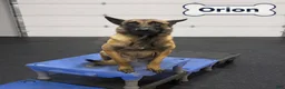 Belgian Malinois dogs for sale: Orion - Ad 1