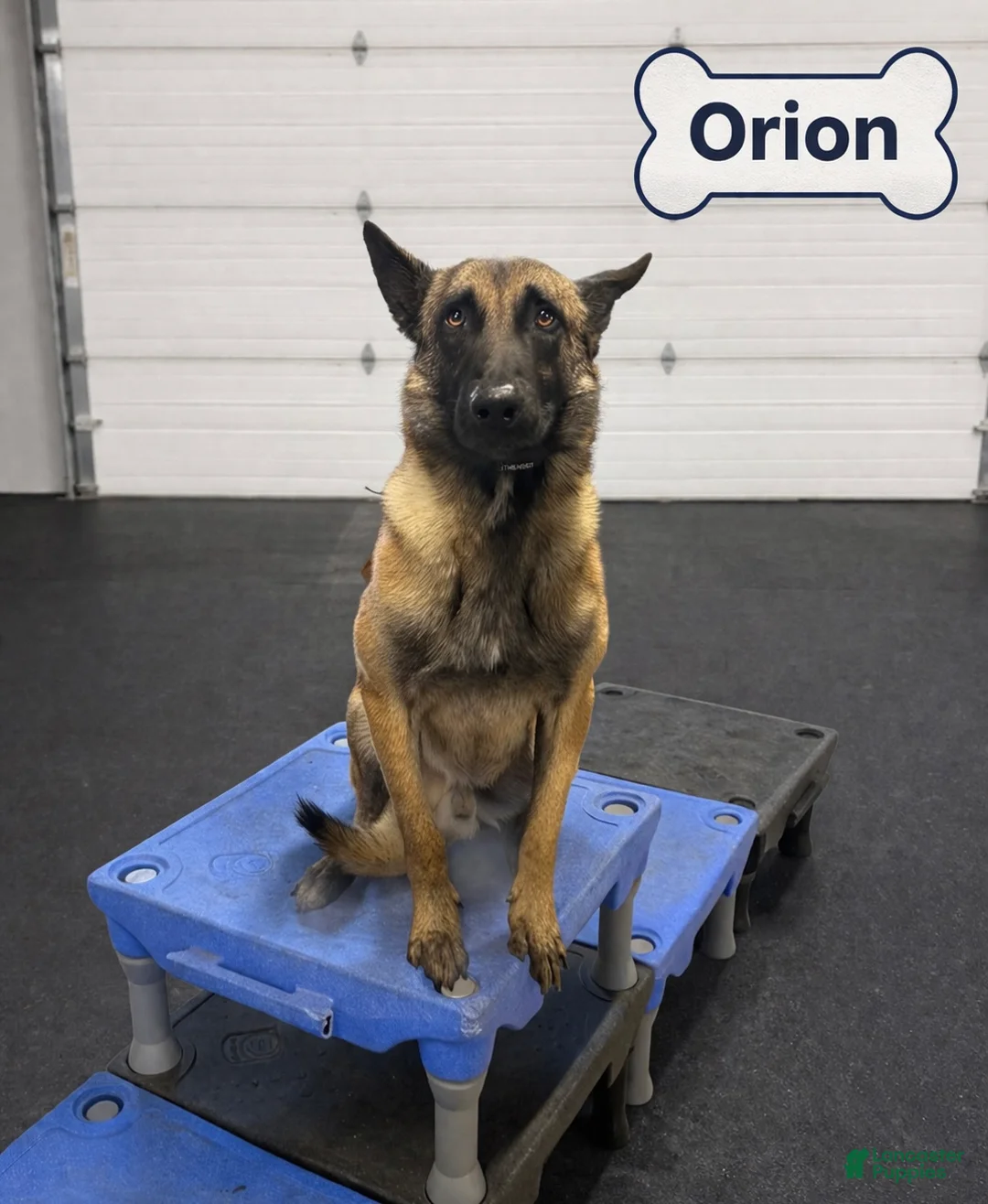 Belgian Malinois dogs for sale: Orion - Ad 1