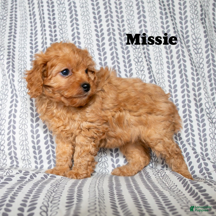 Cockapoo dogs Missie - Ad 2
