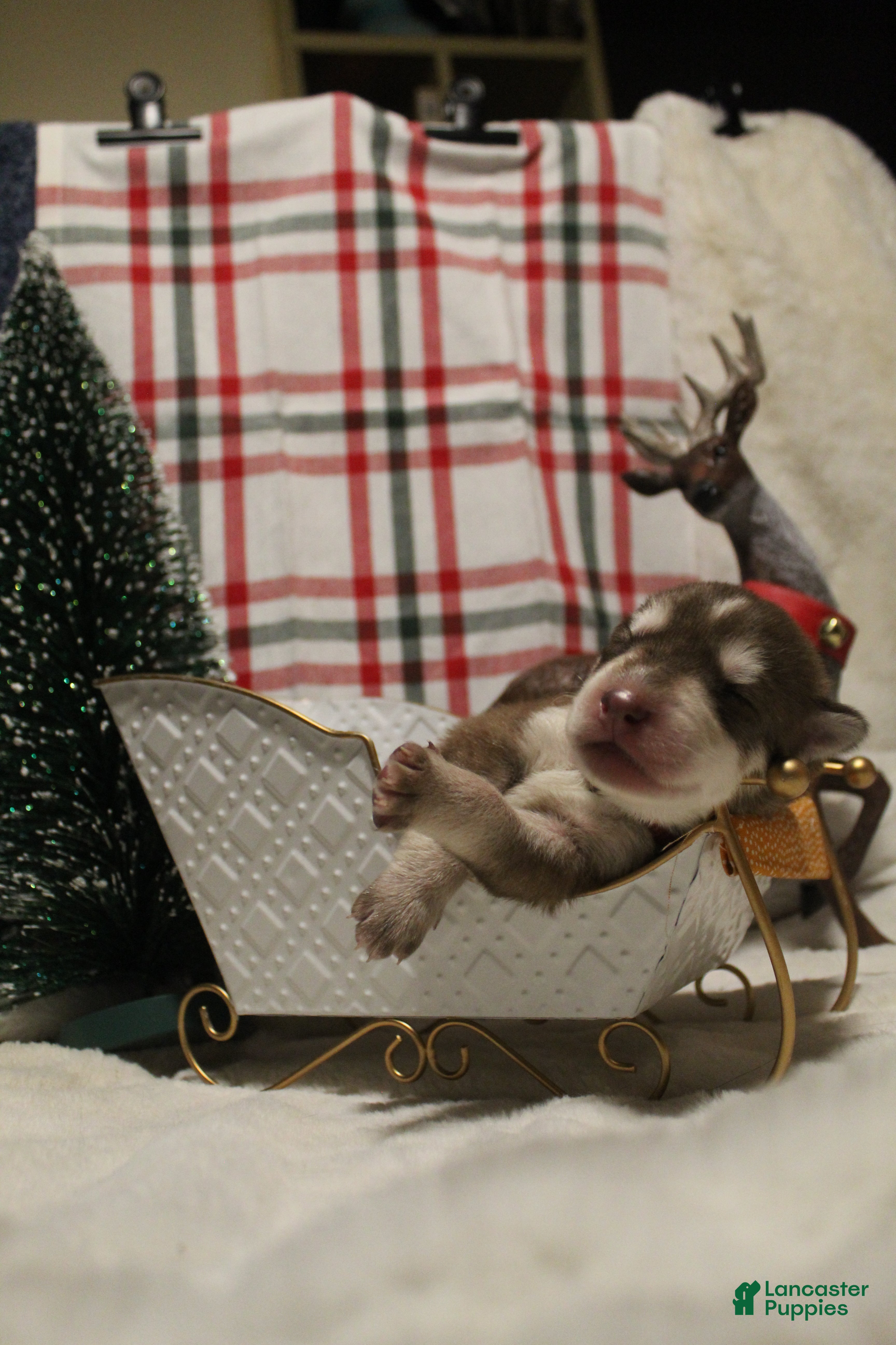 Gerberian Shepsky dogs 4 Orange - Ad 17