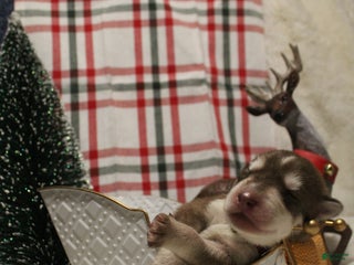 Gerberian Shepsky dogs 4 Orange - Ad 17