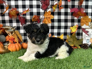 Mixed Breed dogs - Ad 41