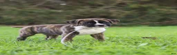 Boxer dogs for sale: Lacy - Ad 13
