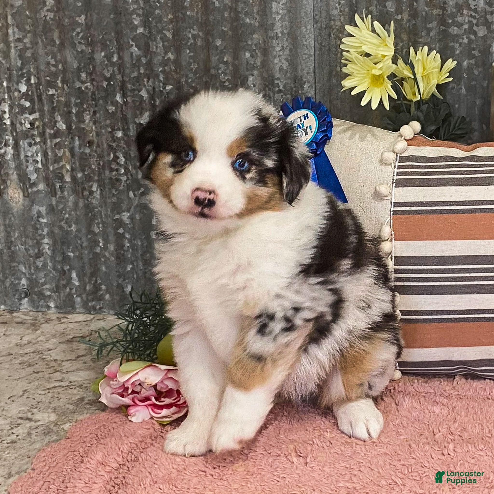 Miniature Australian Shepherd dogs Pop Miniature Australian Shepherd Puppy  - Ad 1