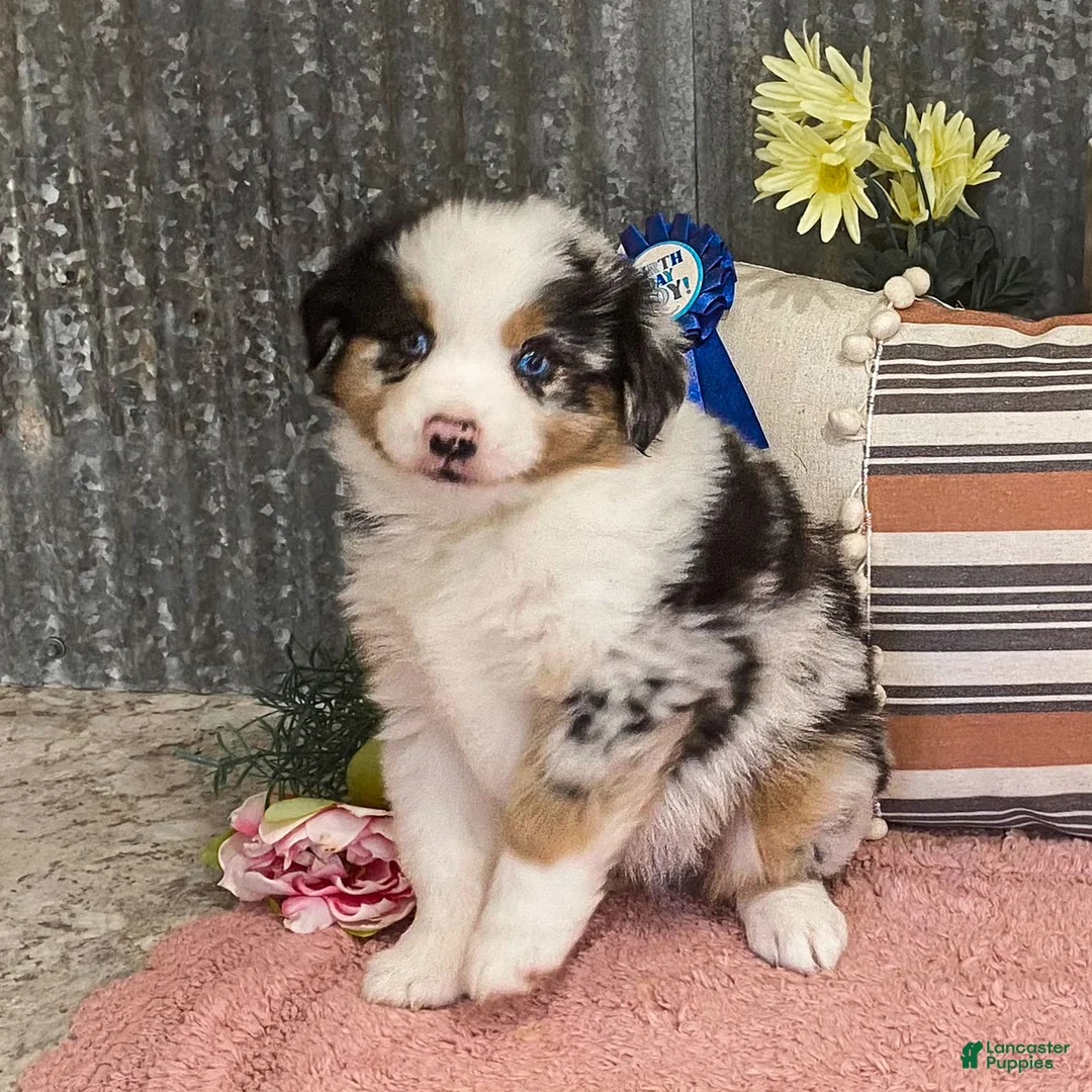 Miniature Australian Shepherd dogs for sale: Pop Miniature Australian Shepherd Puppy  - Ad 1