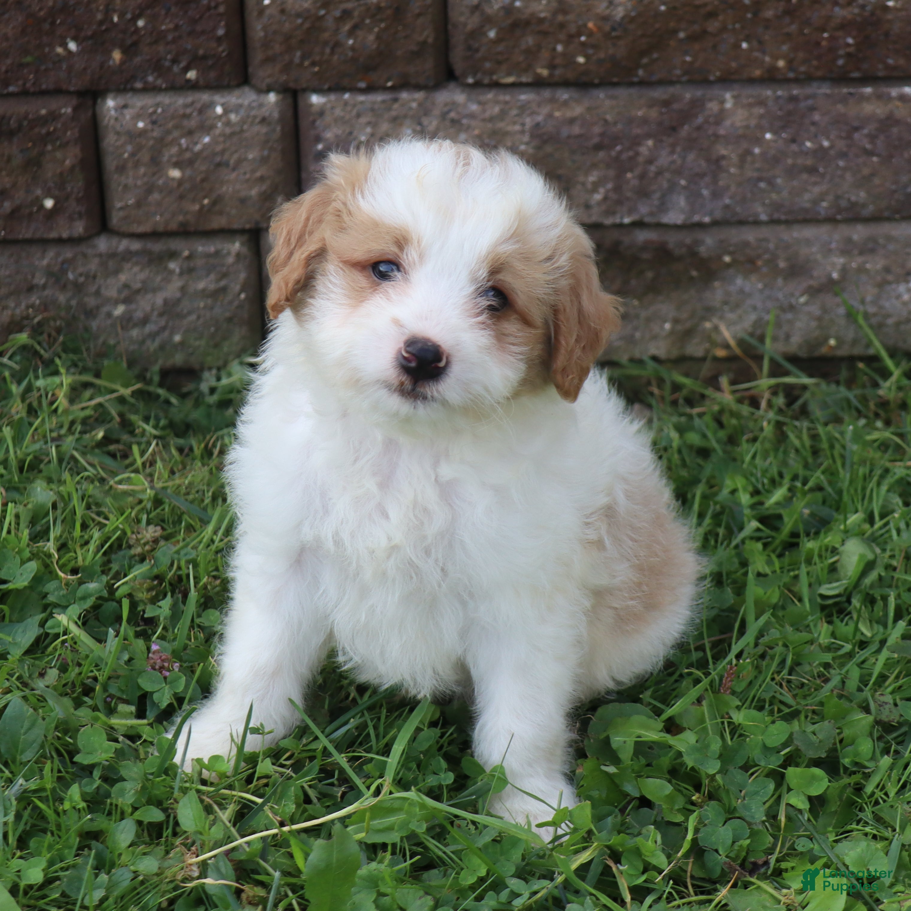 Mini Goldendoodle dogs Chester - Ad 2