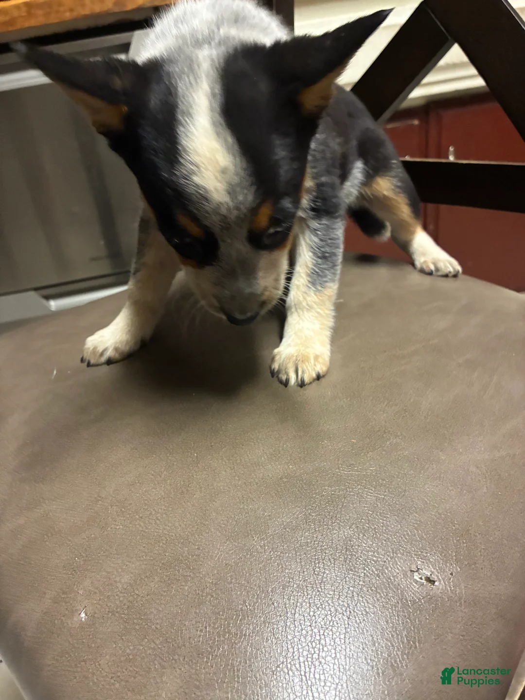 Australian Cattle Dog dogs for sale: Australian Cattle Dog 5 - Ad 6