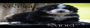 Bernese Mountain Dog Male 2