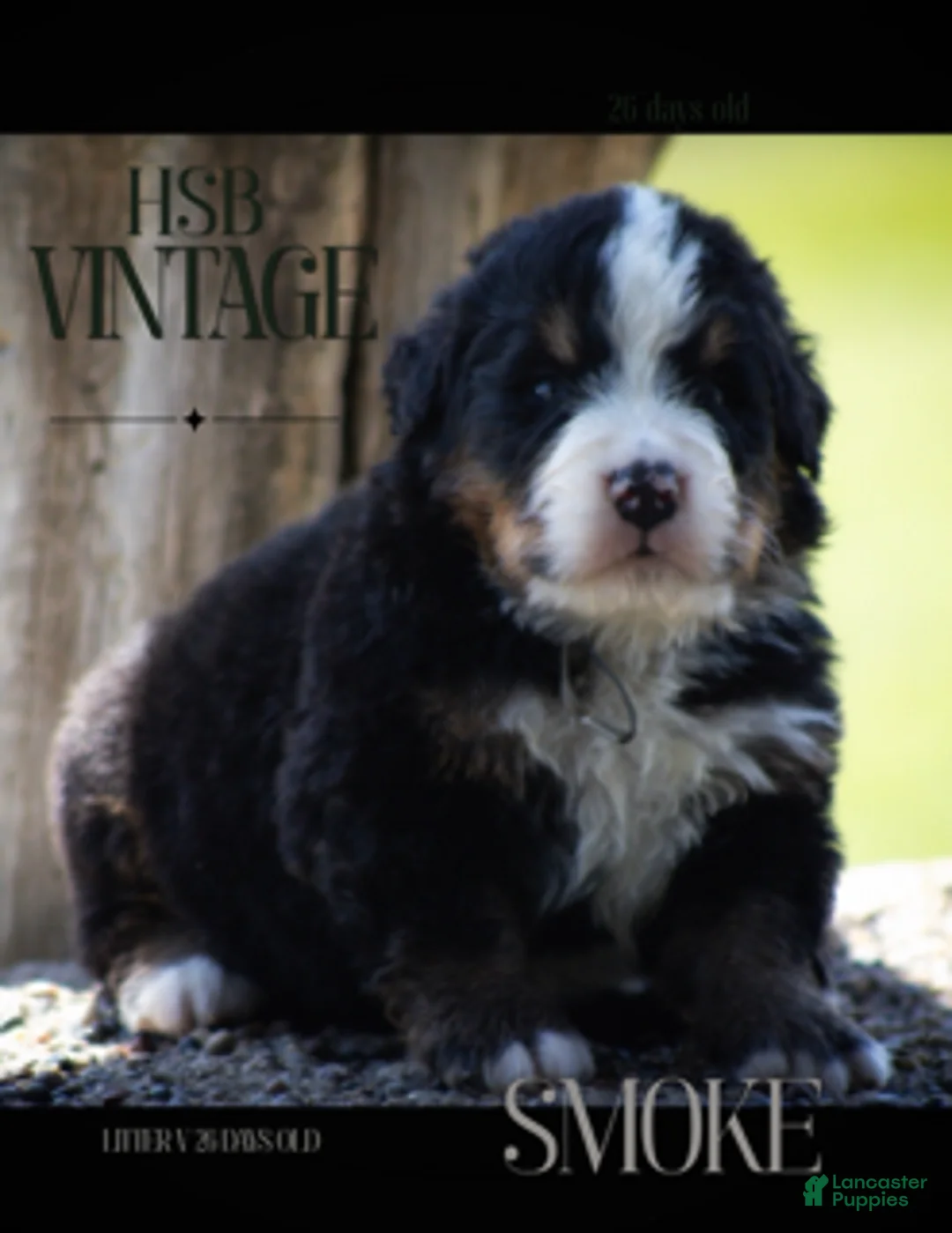 Bernese Mountain Dog dogs for sale: Bernese Mountain Dog Male 2 - Ad 1