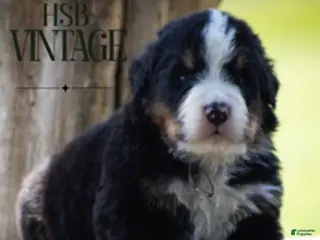 Bernese Mountain Dog dogs Bernese Mountain Dog Male 2 - Ad 36
