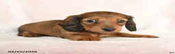 Dachshund dogs for sale: Izzy - Ad 3