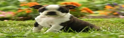 Boston Terrier dogs for sale: Chiamaka - Ad 1