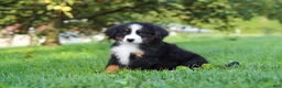 Miniature Bernese Mountain Dog dogs for sale: Kory - Ad 12