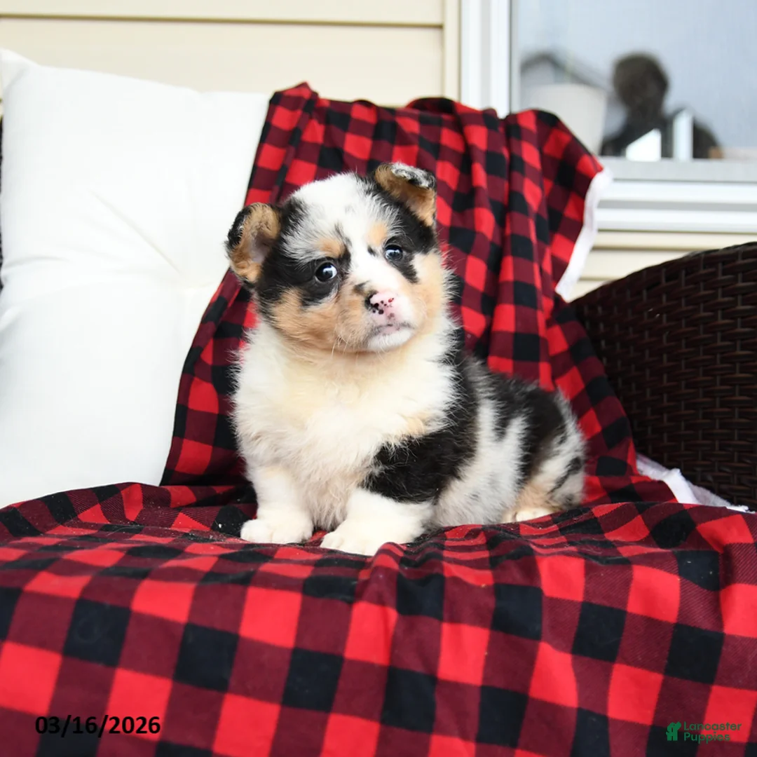 Welsh Corgi Pembroke dogs for sale: Fluffy Franklin  - Ad 3