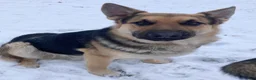 German Shepherd dogs for sale: Bear - Ad 35