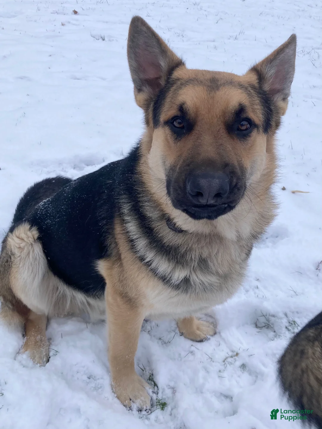 German Shepherd dogs for sale: Bear - Ad 35