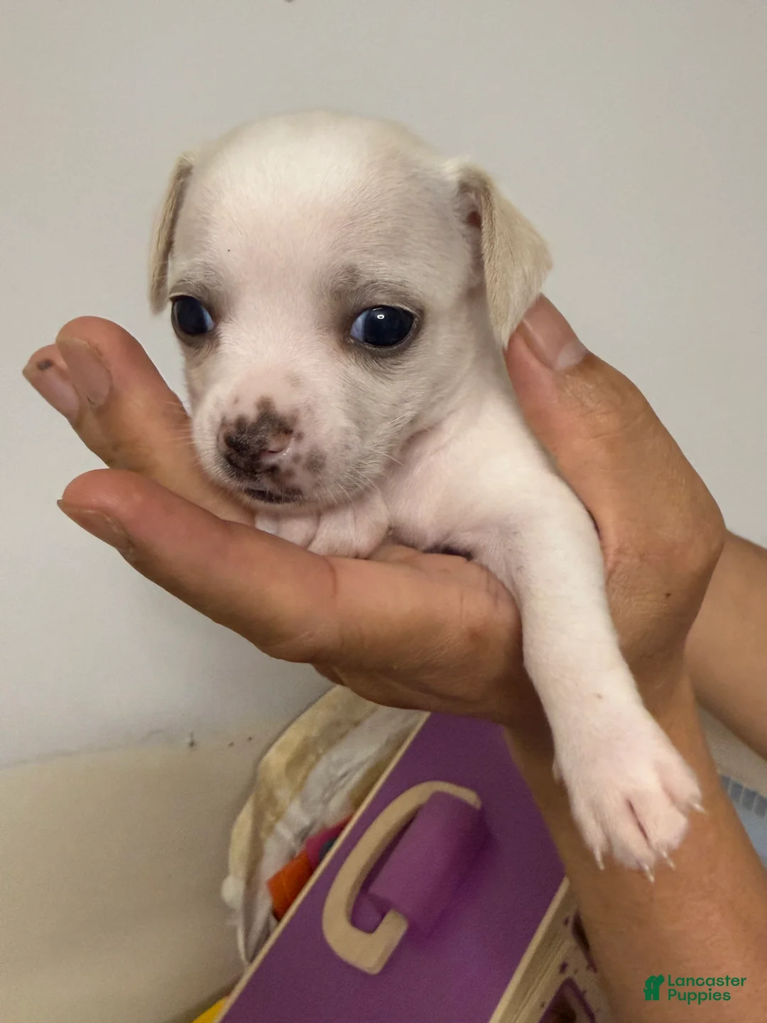 Pomchi dogs for sale: Cream - Ad 3