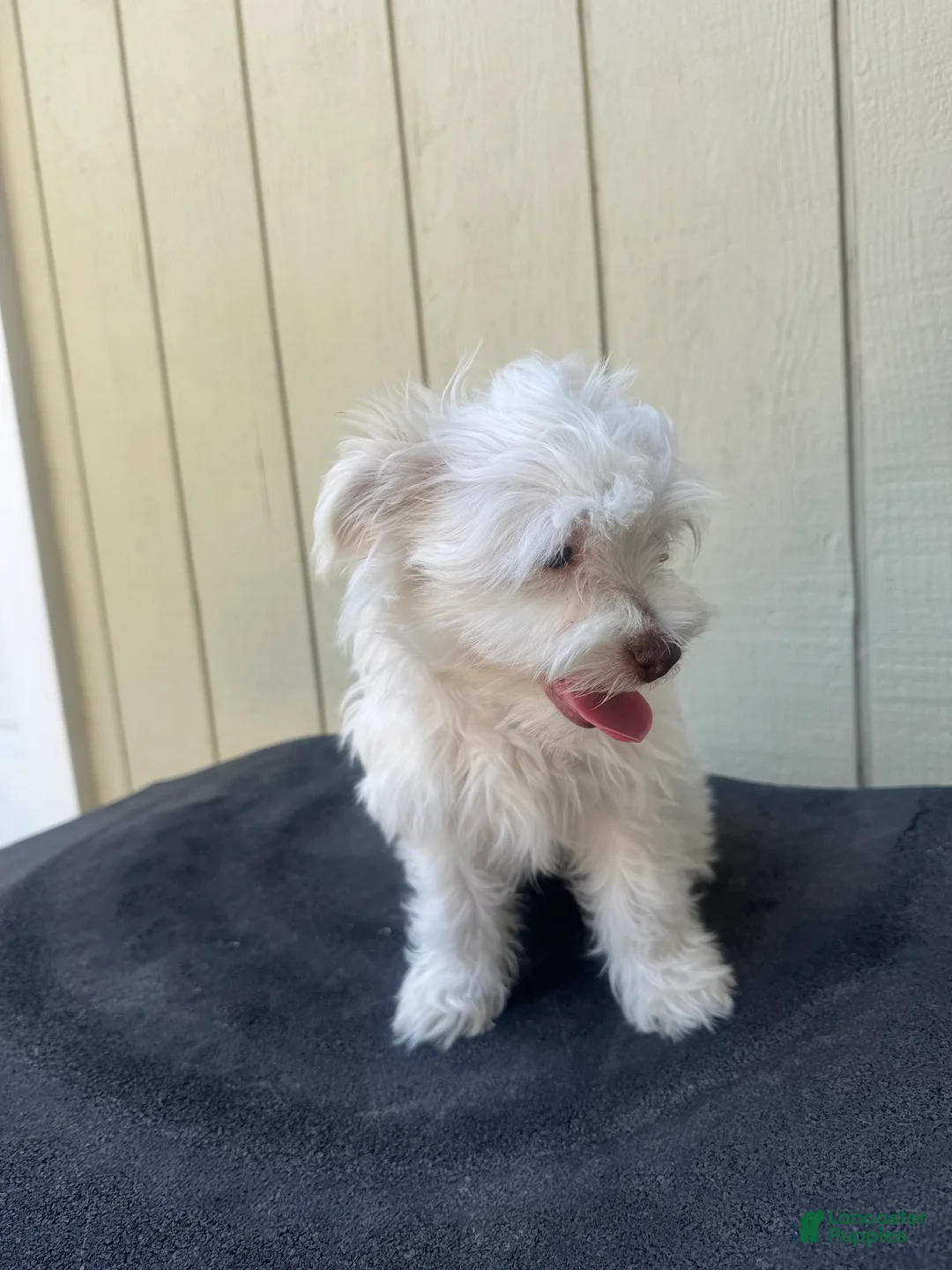 Maltipoo dogs for sale: Maltipoo 2 - Ad 2