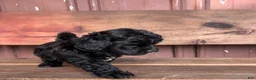 Mixed Breed dogs for sale: Mixed Breed Puppy 2 - Ad 5