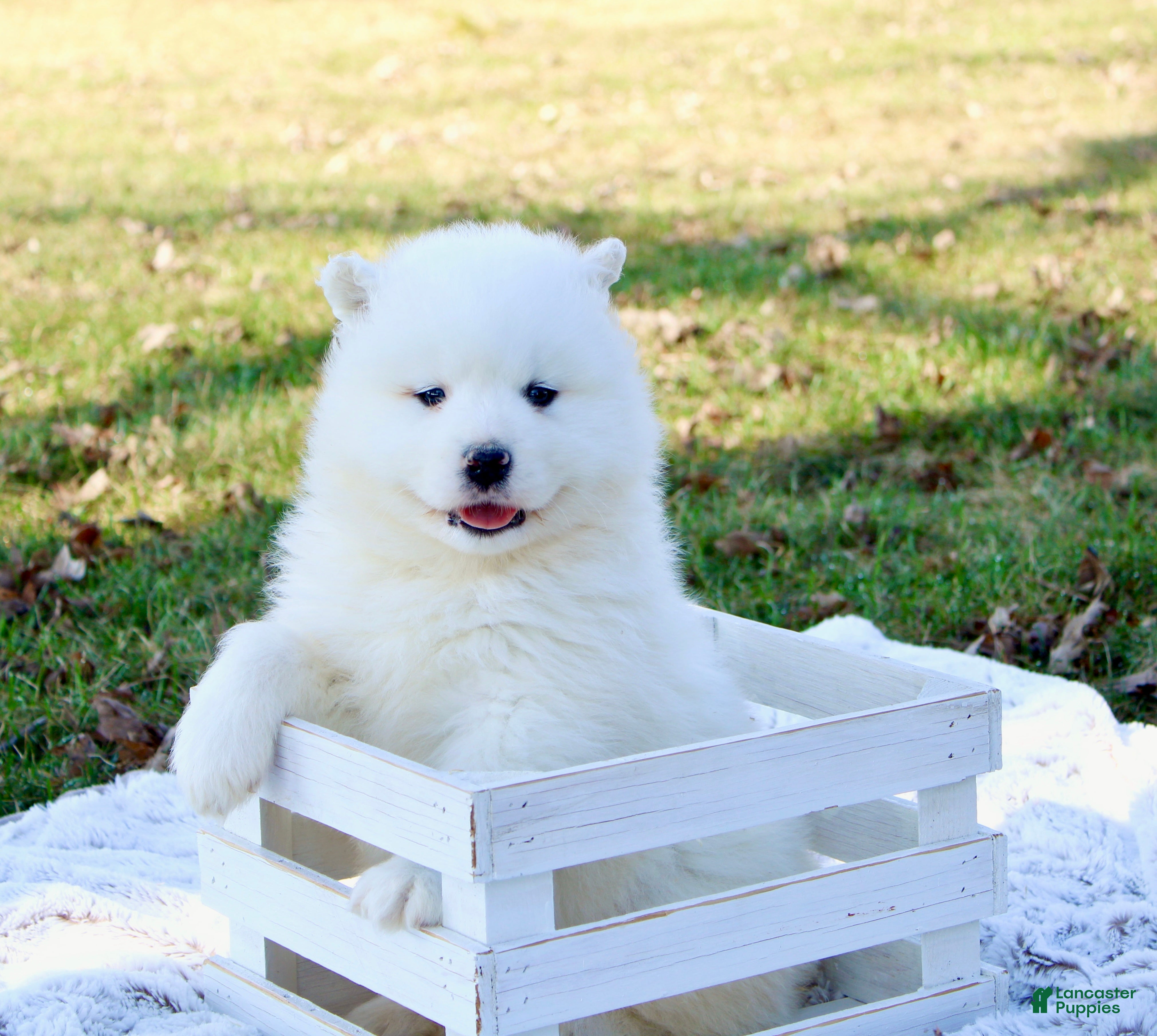 Samoyed dogs Samoyed Puppy 1 - Ad 2