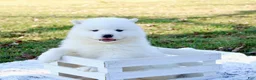 Samoyed dogs for sale: Samoyed Puppy 5 - Ad 5