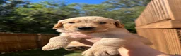 Golden Retriever dogs for sale: Golden Retriever Litter photos.  - Ad 8