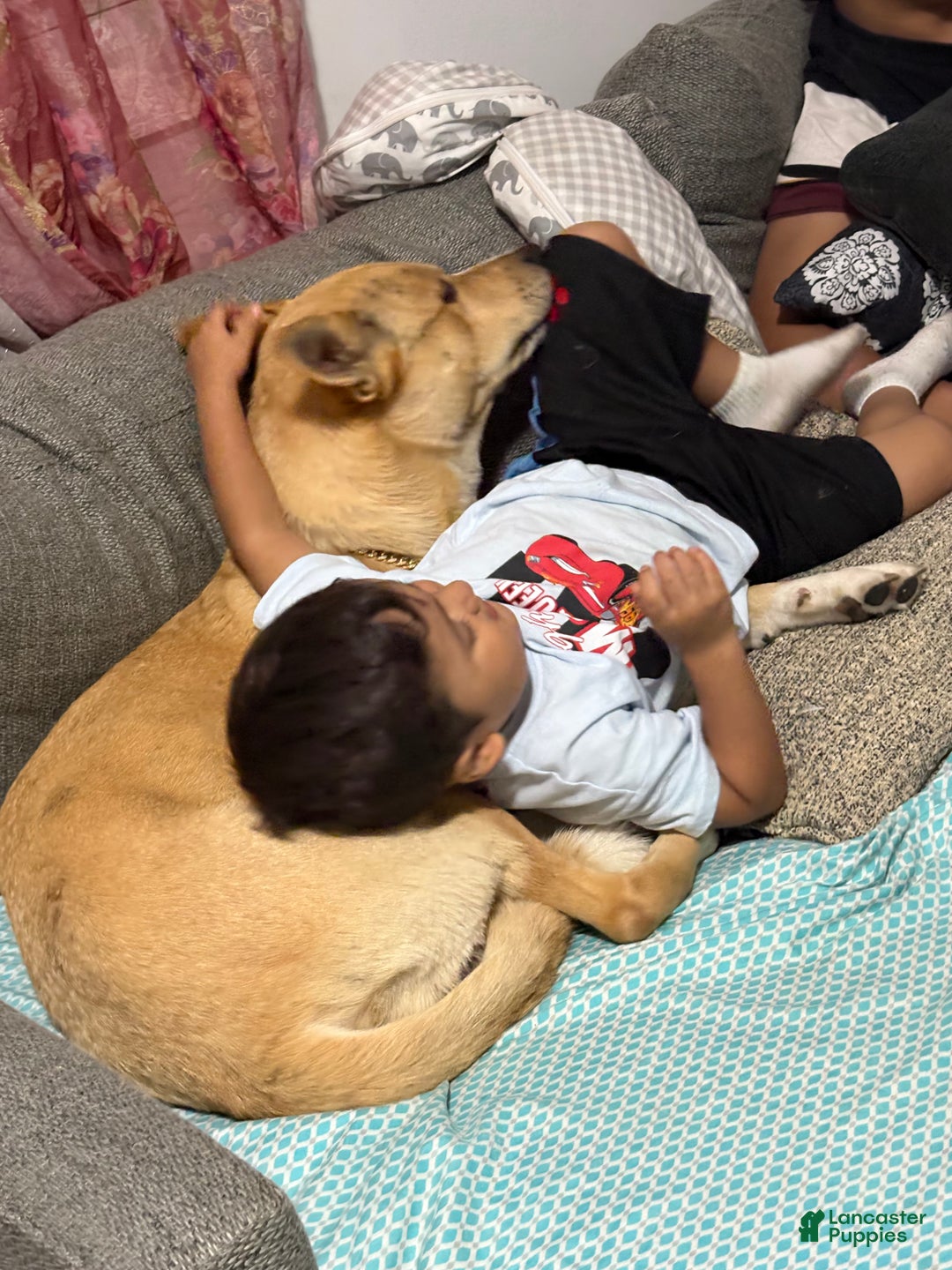 Gallery Image {{count}}