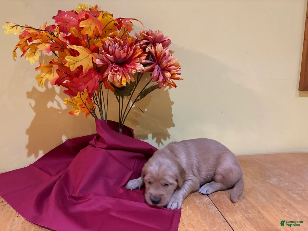 Golden Retriever dogs for sale: Miss Red - Ad 2