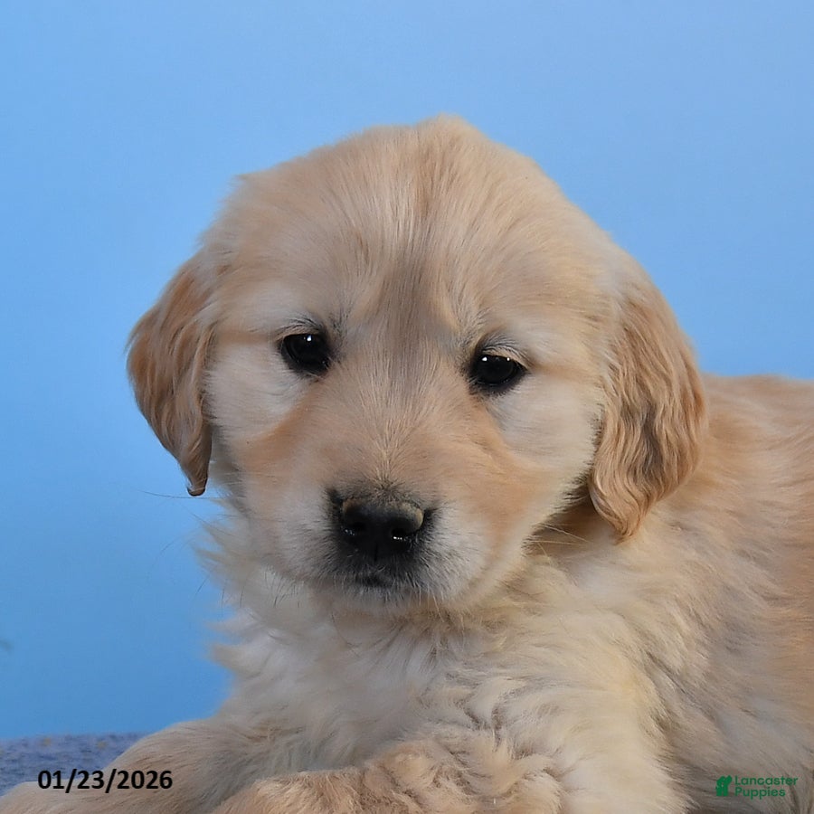 Golden Retriever dogs Orchid - Ad 2