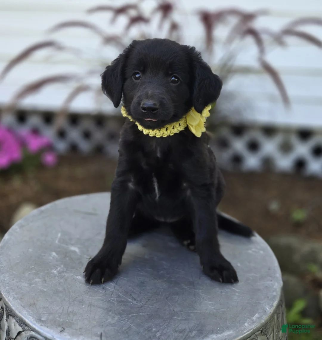 Mixed Breed dogs for sale: Brittany - Ad 6