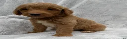 Goldendoodle dogs for sale: Alex - Ad 4