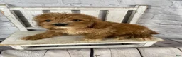Cockapoo dogs for sale: Puck - Ad 4