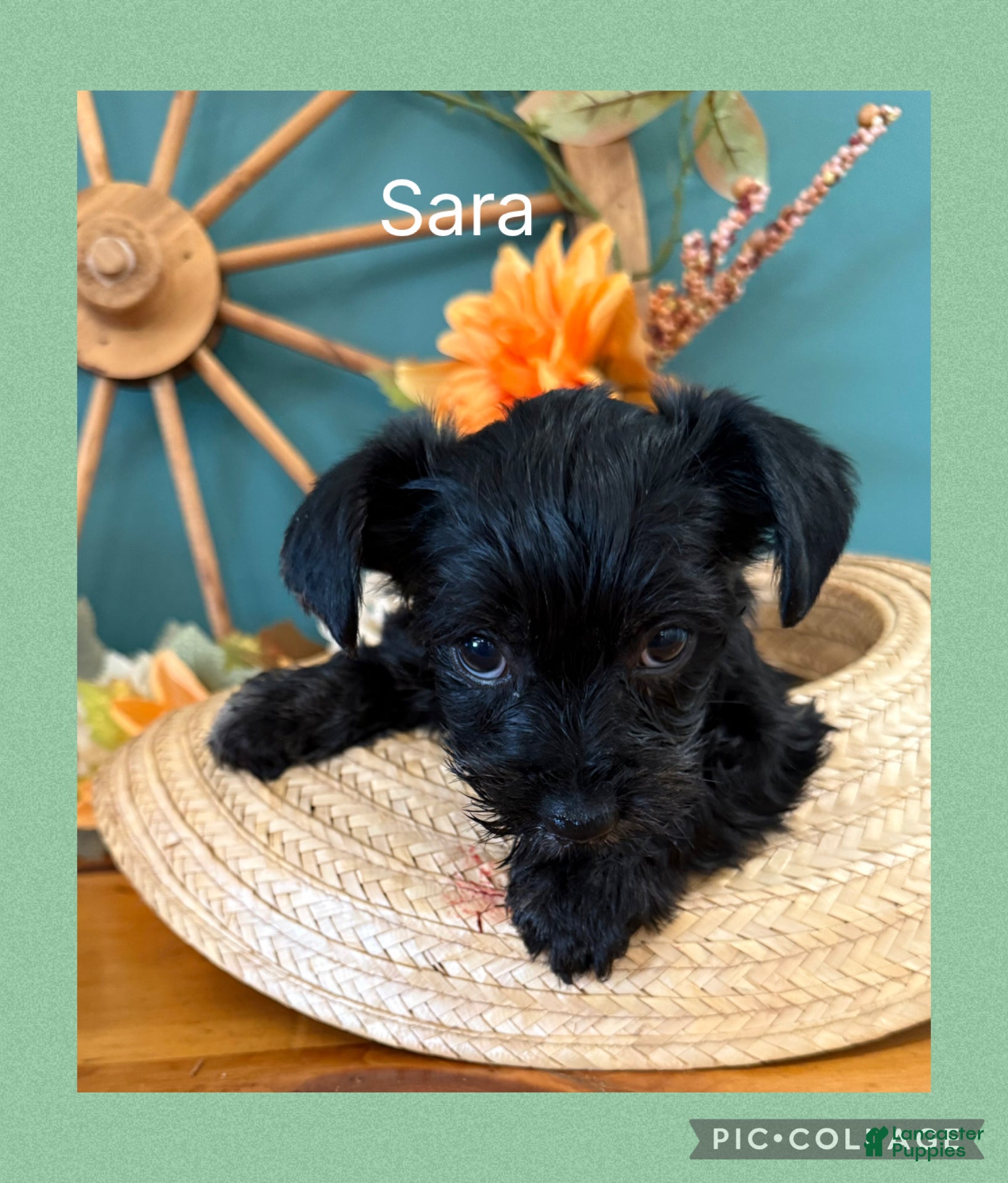 Mixed Breed dogs for sale:  1Sassy - Ad 1
