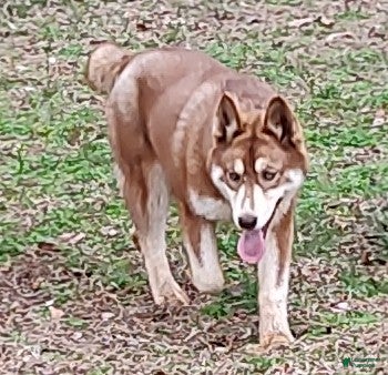 Siberian Husky dogs Roxie  - Ad 34