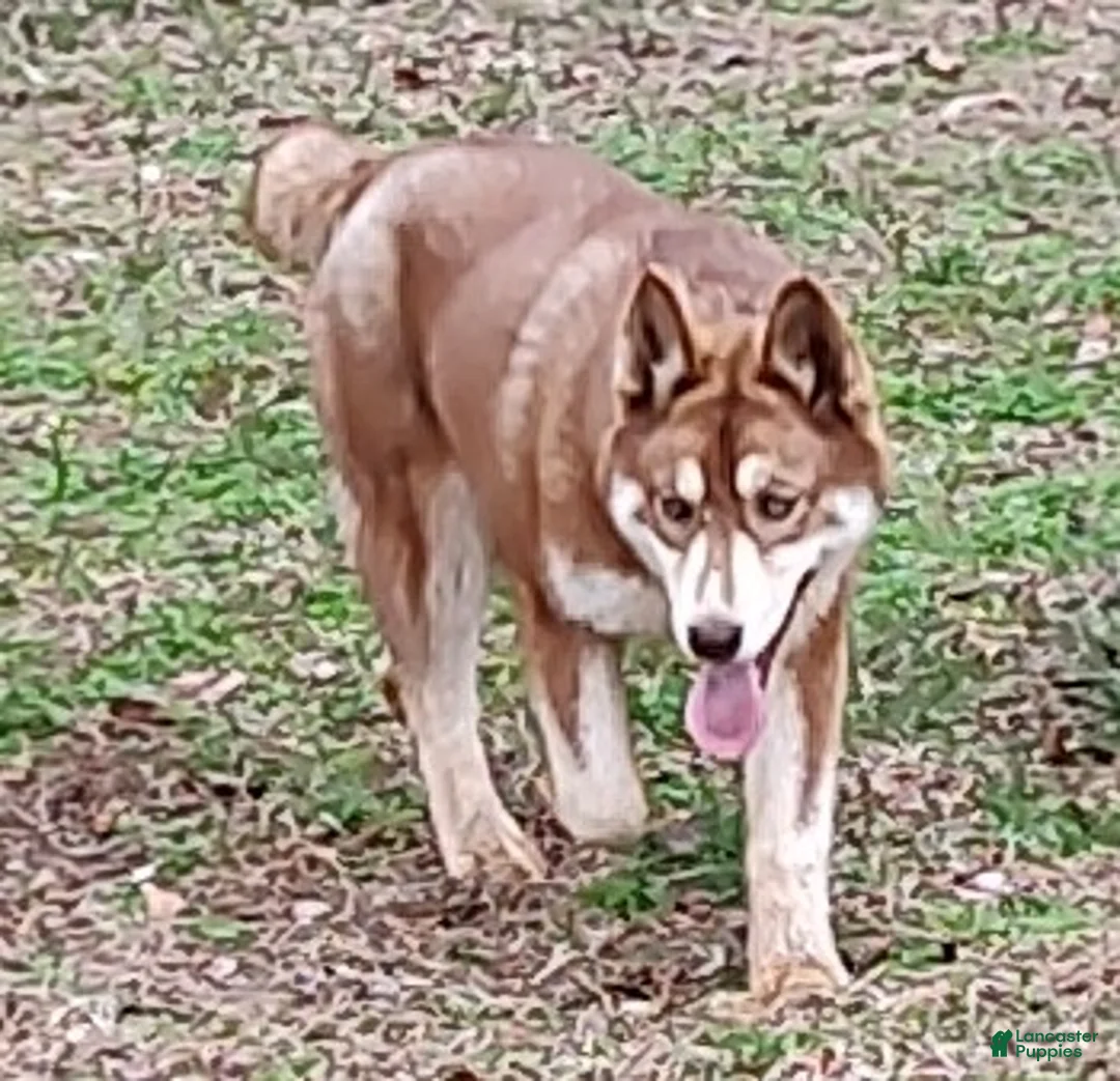 Siberian Husky dogs for sale: Roxie  - Ad 1