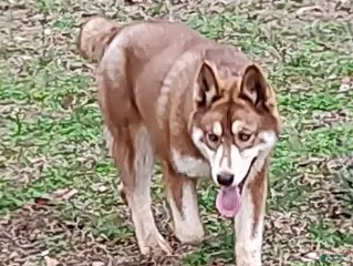 Siberian Husky dogs Roxie - Ad 34