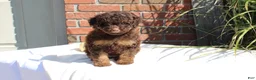 Miniature Poodle dogs for sale: Suzy - Ad 6