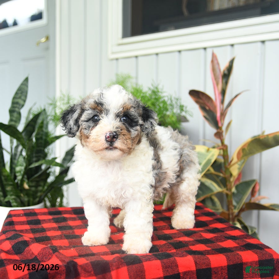 Mini Bernedoodle dogs Classy - Ad 1