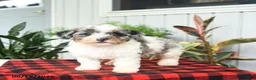 Mini Bernedoodle dogs for sale: Classy - Ad 1