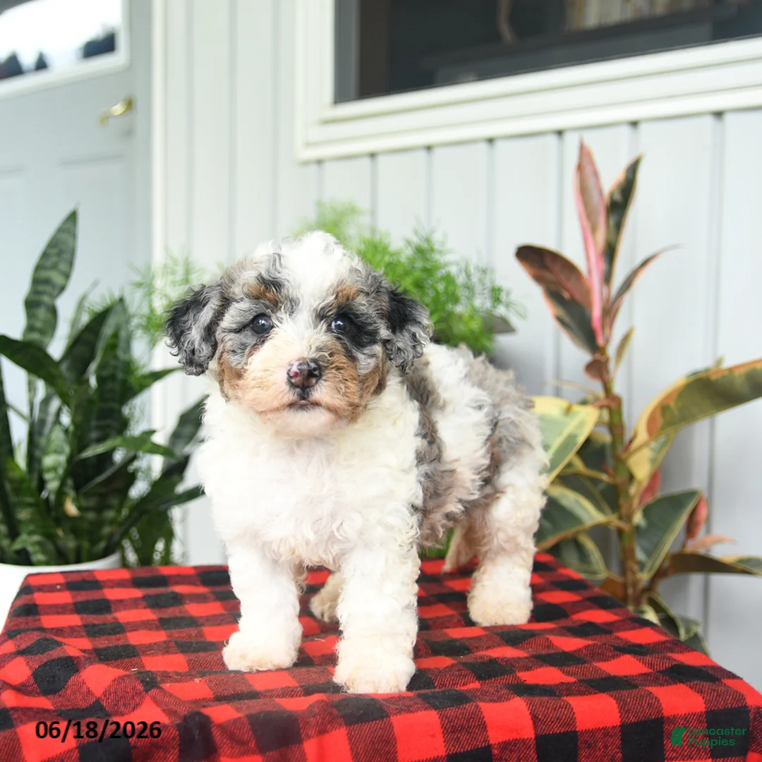 Mini Bernedoodle dogs for sale: Classy - Ad 1