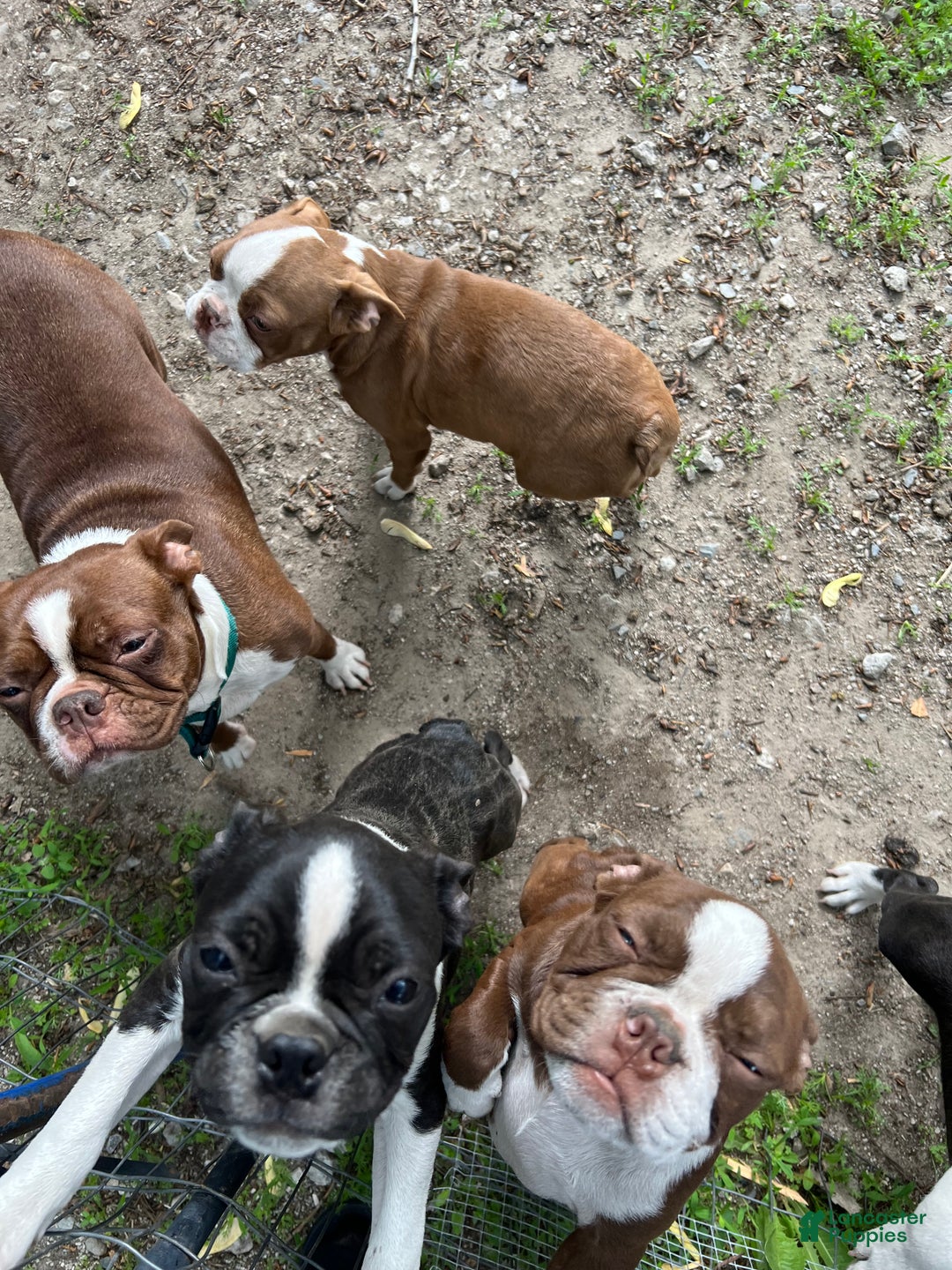 Gallery Image {{count}}