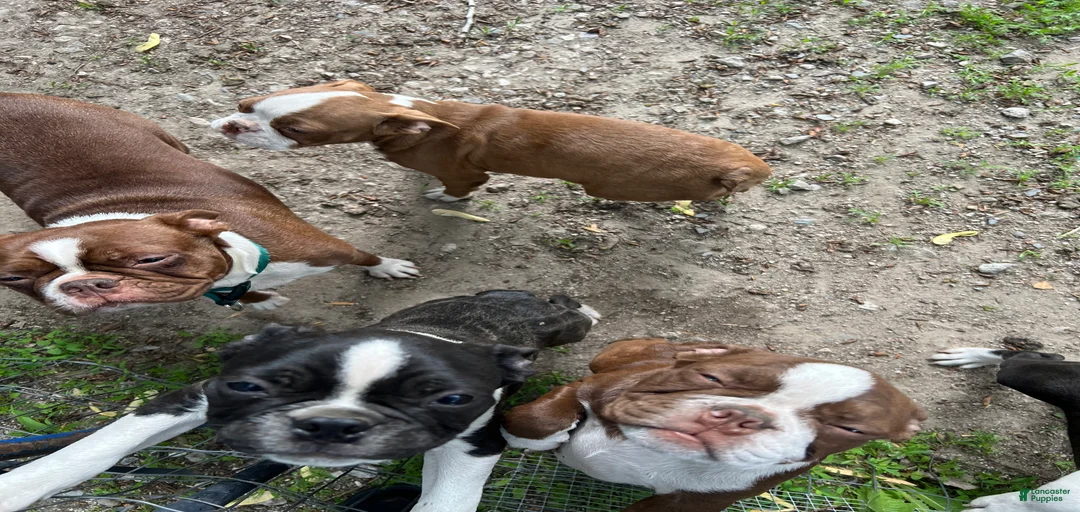 Gallery Image {{count}}